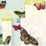 Cavallini-lot de 480 stickers mémo-vlinders-2547